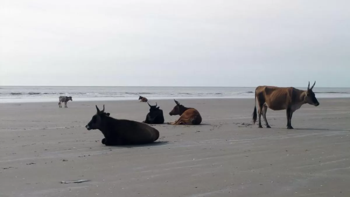 Vaches se reposant sur la plage de Cap Skirring