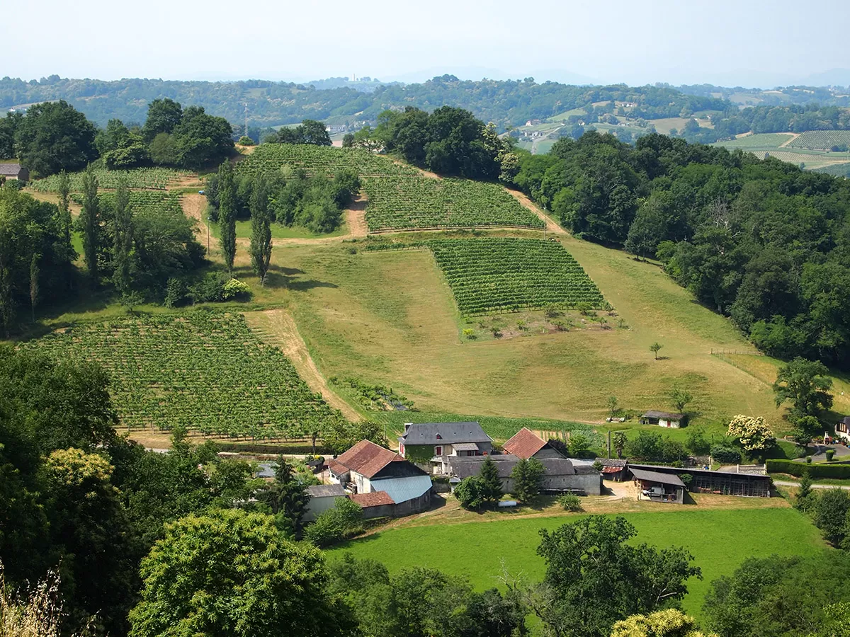 Le vignoble du Jurançon, aux environs de Pau