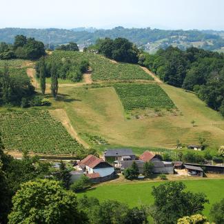 Le vignoble du Jurançon, aux environs de Pau